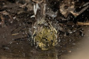 Blackpoll Warbler (female-spring) 114.jpg
