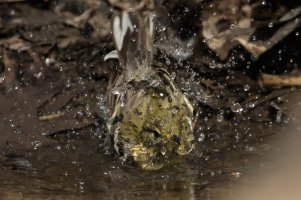 Blackpoll Warbler (female-spring) 114.jpg