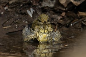 Blackpoll Warbler (female-spring) 115.jpg