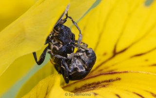  iris seed weevil 2.jpg