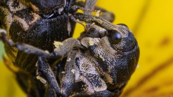  iris seed weevil 100%crop.jpg