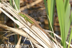 sand_lizard_2022_01.JPG