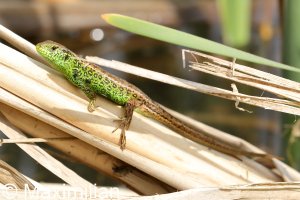 sand_lizard_2022_02.JPG