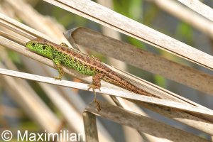 sand_lizard_2022_03.JPG