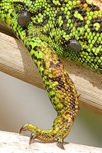 sand_lizard_2022_03_detail.JPG