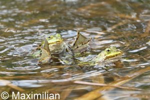 green_frogs_2022_01.JPG