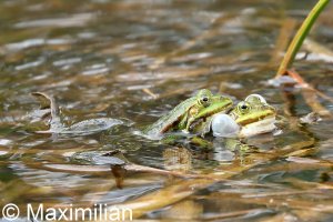 green_frogs_2022_02.JPG