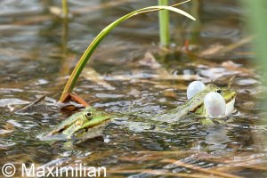 green_frogs_2022_03.JPG