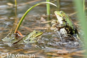 green_frogs_2022_04.JPG