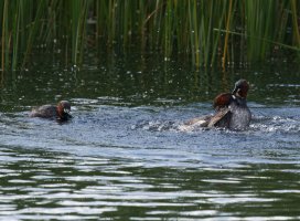 309A7601-DxO_Little_grebes_Fighting+female.jpg