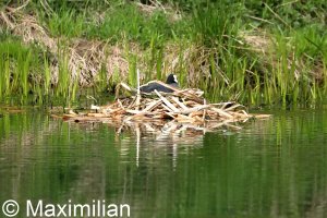 coot_2022_01.JPG