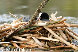 coot_2022_02.JPG