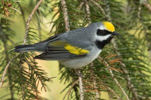 Golden-winged Warbler (male-spring) 144.jpg