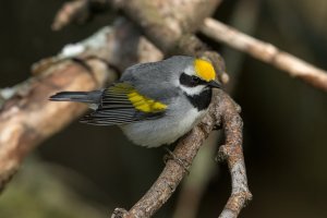 Golden-winged Warbler (male-spring) 145.jpg