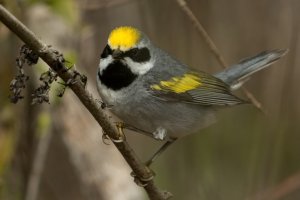 Golden-winged Warbler (male-spring) 146.jpg