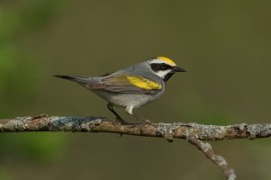 Golden-winged Warbler (male-spring) 158.jpg