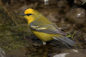 Blue-winged Warbler (male-spring) 147.jpg