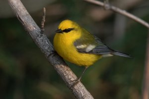 Blue-winged Warbler (male-spring) 156.jpg