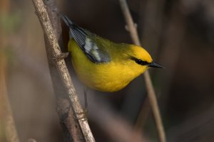 Blue-winged Warbler (male-spring) 157.jpg