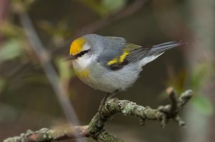 Brewster's Warbler (spring) 110.jpg