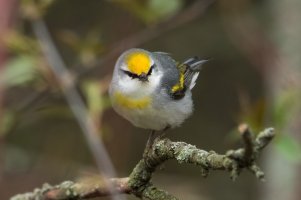 Brewster's Warbler (spring) 111.jpg