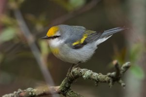 Brewster's Warbler (spring) 112.jpg