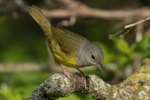 Mourning Warbler (female-spring) 104.jpg