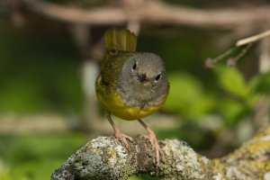 Mourning Warbler (female-spring) 105.jpg