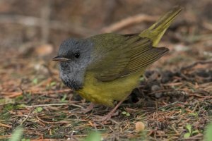 Mourning Warbler (male-spring) 208.jpg