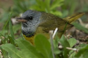 Mourning Warbler (male-spring) 213.jpg