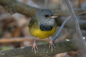 Mourning Warbler (male-spring) 220.jpg