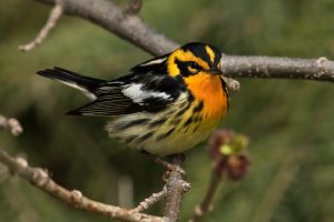 Blackburnian Warbler (male-spring) 174.jpg