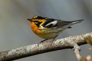 Blackburnian Warbler (male-spring) 176.jpg