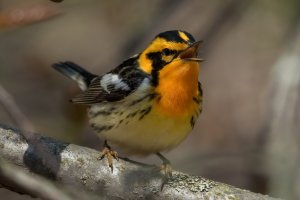 Blackburnian Warbler (male-spring) 177.jpg