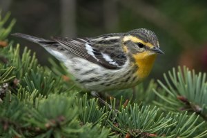 Blackburnian Warbler (female-spring) 117.jpg