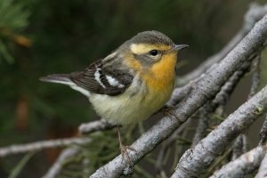 Blackburnian Warbler (female-spring) 118.jpg