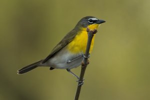 Yellow-breasted Chat (spring) 130.jpg