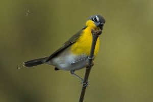 Yellow-breasted Chat (spring) 131.jpg