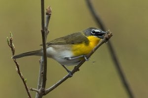 Yellow-breasted Chat (spring) 132.jpg