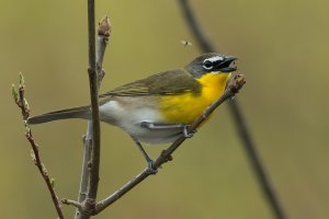 Yellow-breasted Chat (spring) 133.jpg