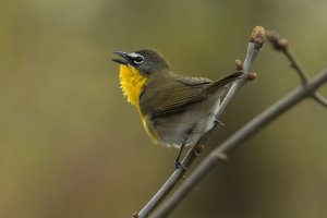 Yellow-breasted Chat (spring) 137.jpg