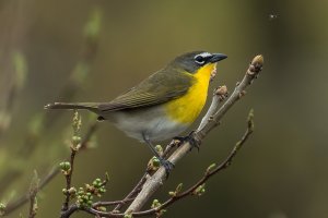 Yellow-breasted Chat (spring) 140.jpg