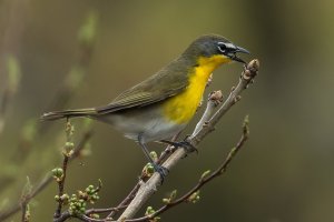 Yellow-breasted Chat (spring) 141.jpg