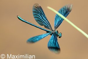 demoiselle_2022_01.JPG