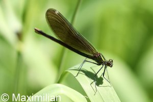 demoiselle_2022_03.JPG