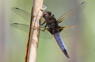 309A7928-DxO_Blacktailed_skimmer_dragonfly_small.jpg