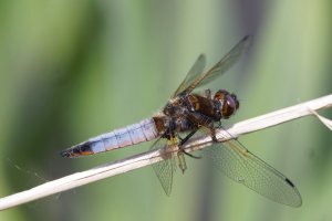 309A7954-DxO_Blacktailed_skimmer_dragonfly_side_1000mm_ small.jpg