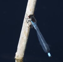 309A7916-DxO_red_eyed_damselfly.jpg