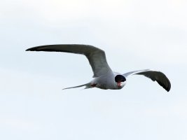309A8003-DxO_tern_flying-lssm_1000mm.jpg