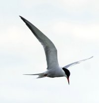 309A8005-DxO_tern_flying-ls-sm_1000mm_small.jpg